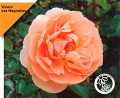Rosal Pat Austin Certificada - Flor Cobriza Anaranjada9