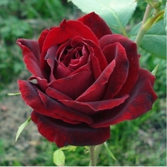 Rosal Perle Noir (perla Negra), Única⁷
