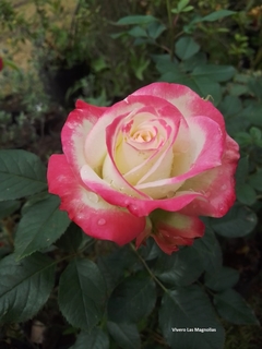 Rosal Principe de Mónaco, de Rosauer