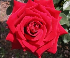 Rosal Rouge de Meilland, flor rojo oscuro