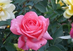 Rosal Santa Fe, color rosado, perfumado