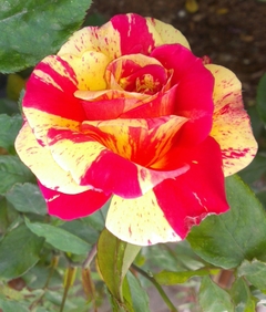 Rosal Tocade - tricolor - sin espinas