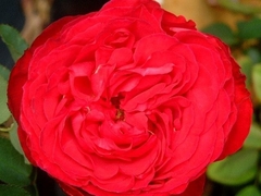 Rosal Traviata - Flor Roja, Planta Muy Sana