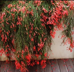 Russelia equisetiformis - Lluvia de coral