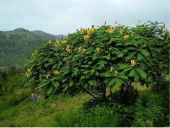 Retama africana (Senna didymibotrya) - Últimas dos