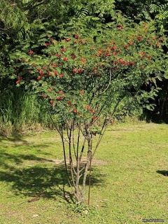 Acacia Roja / Acacia Mansa (Sesbania Punicea)