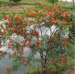 Acacia Roja / Acacia Mansa (Sesbania Punicea) en internet
