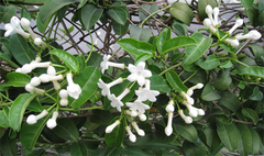 Jazmín De Madagascar - Muy perfumado