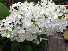 Lilo de flor blanca (Syringa vulgaris alba), muy perfumada - comprar online