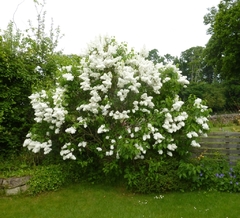 Lilo de flor blanca (Syringa vulgaris alba), muy perfumada