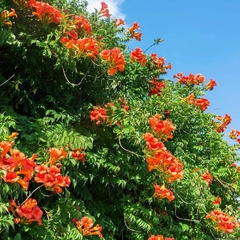 Tecomaria Capensis - Bignonia Roja - Hermosa Trepadora - comprar online