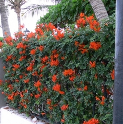 Tecomaria Capensis - Bignonia Roja - Hermosa Trepadora - Vivero Las Magnolias