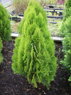 Thuja Dolly, Ideal Para Cerco O Como Planta Aislada