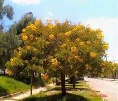 Tipa - Hermoso Árbol De Muy Buena Sombra Y Floración