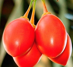Tomate De Árbol - Chilto (solanum Betaceum) - Frutal Nativo