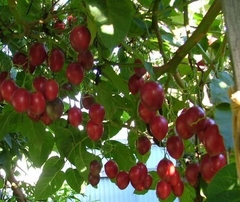 Tomate De Árbol - Chilto (solanum Betaceum) - Frutal Nativo - comprar online