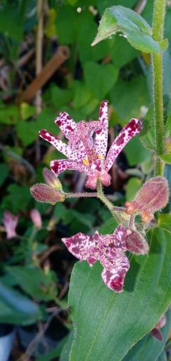 Tricyrtys Formosana - Ideal Para Jardines Sombríos