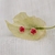 Brinco mini flor de Ameixa vermelha (folheado)