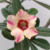 Planta Adulta de Rosa do Deserto de Semente com flor Simples na cor Matizada