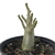 Adenium Thai Socotranum DC - Diamond Crown na internet