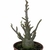 Arabicum Super Black