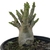 Adenium Thai Socotranum DC - Diamond Crown na internet