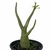 Arabicum Black Baby - Black Skin - comprar online