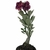 Muda Rosa do Deserto de semente com flor dobrada na cor roxa - comprar online