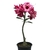 Muda Rosa do Deserto de semente com flor dobrada na cor matizada - comprar online