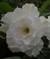 Muda de Rosa do Deserto de enxerto com flor tripla na cor Branca - TS 305