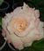 Muda de Rosa do Deserto de enxerto com flor tripla na cor creme - Angel