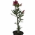 Muda Rosa do Deserto de semente com flor dobrada na cor matizada - comprar online
