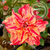 Muda Rosa do Deserto de enxerto com flor tripla na cor Matizada - pHARAOH - EV52/21