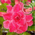 Muda Rosa do Deserto de enxerto com flor tripla na cor Rosa - Renda