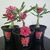 Muda Rosa do Deserto de enxerto com flor tripla na cor Rosa - Renda - comprar online