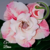 Muda Rosa do Deserto de enxerto com flor dobrada na cor Matizada - BRISA EV94