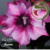 Muda Rosa do Deserto de enxerto com flor dobrada na cor Matizada - JASMINE EV179