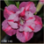 Muda Rosa do Deserto de enxerto com flor dobrada na cor matizada - EVM146