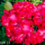 Muda Rosa do Deserto de enxerto com flor dobrada bouquet na cor Rosa - BOUQUET ROSA DOBRADA EVM13