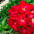 Muda Rosa do Deserto de enxerto com flor dobrada na cor Rosa - BOUQUET ROSA EVM24 -