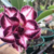 Muda Rosa do Deserto de enxerto com flor tripla - BLACK AMARYLLIS RC-185