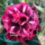 Muda Rosa do Deserto de enxerto com flor Dobrada na cor Matizada - Matriz Andromeda BP 860