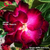 Muda Rosa do Deserto de enxerto com flor dobrada - PURPLE PHOENIX NS155