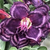 Muda Rosa do Deserto de enxerto cor com flor tripla - INDIGO GLAZE NS292 na internet