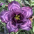 Muda Rosa do Deserto de enxerto cor com flor tripla - INDIGO GLAZE NS292 - comprar online