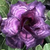 Muda Rosa do Deserto de enxerto cor com flor tripla - INDIGO GLAZE NS292 - loja online