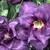 Muda Rosa do Deserto de enxerto cor com flor tripla - INDIGO GLAZE NS292 - RD Garden Center | Rosas do Deserto e Flor do Deserto
