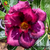 Muda Rosa do Deserto de enxerto com flor dobrada - PINOT NOIR NS390