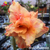 Muda Rosa do Deserto de enxerto com flor dobrada - ORANGE LOVER NS274