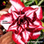 Muda de Rosa o Deserto de enxerto com flor tripla na cor matizada - ENCOUNTER NS064